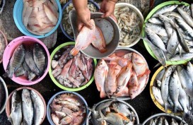 Pembangunan Pasar Ikan Bertaraf Internasional Dinilai Bukan Prioritas