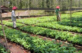 1.000 Kebun Bibit Desa Dibangun pada Musim Hujan 2019 - 2020