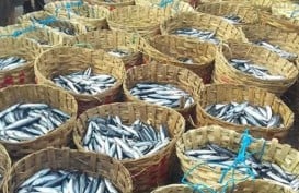 Ikan Lisong Beracun. Biar Aman, Diolah 4 Jam setelah Ditangkap