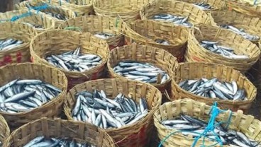 Ikan Lisong Beracun. Biar Aman, Diolah 4 Jam setelah Ditangkap