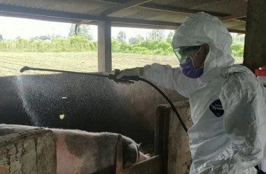 Kolera Sebabkan 22.985 Ekor Babi Mati di Sumut