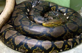 Teror Ular Kobra di Royal Citayam Residence