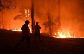 Hutan Australia Kebakaran, Asap Tebal Selimuti Sydney