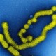 Cegah Flu Babi Afrika, Pengawasan Bandara dan Pelabuhan Diperketat