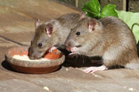 Penyebaran Leptospirosis di Gunungkidul Menurun