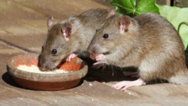 Penyebaran Leptospirosis di Gunungkidul Menurun