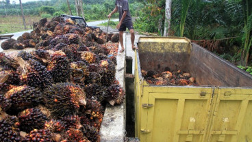 Harga CPO Masih Oke Tahun Depan, Tetapi Harus Waspada