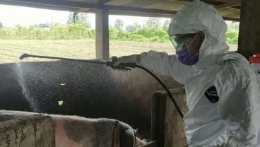 Jumlah Babi Mati Terserang Virus Kolera Bertambah Menjadi 27.070 Ekor