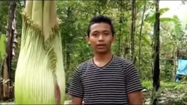 17 Desember, Bunga Bangkai di Agam Mekar Sempurna. Jangan Lewatkan