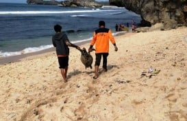 Lagi, Bangkai Penyu Ditemukan di Pantai Gunungkidul
