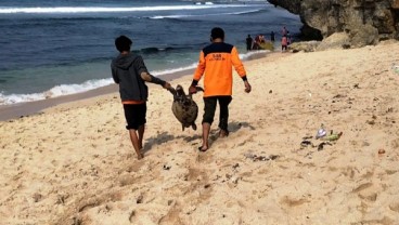 Lagi, Bangkai Penyu Ditemukan di Pantai Gunungkidul