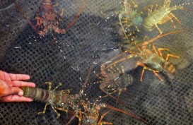 Dinilai Potensial, KKP Upayakan Pembesaran Lobster di Dalam Negeri