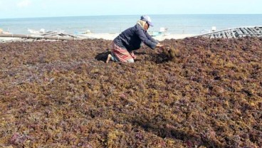 Petani Klungkung Kembali Bergairah Garap Rumput Laut