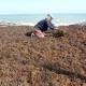 Petani Klungkung Kembali Bergairah Garap Rumput Laut