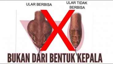 Tak Semua Ular Berbisa Berkepala Segitiga, Ini Ciri-Ciri Selengkapnya