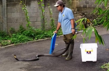 Pengelola Kebun Binatang Bandung Sosialisasi Cara Hadapi Ular Kobra