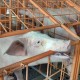FAO : Indonesia Konfirmasi Wabah Demam Babi Afrika di Sumatra Utara