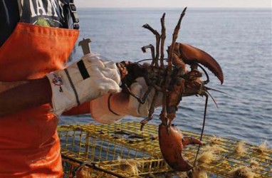 Perairan Sumatra Selatan Tidak Cocok untuk Lokasi Pengembangan Lobster