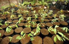 KPH Wilayah VI Gorontalo Bagikan 3.000 Bibit Pohon ke Masyarakat