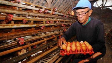 Jelang Nataru, Harga Produk Industri Peternakan Distabilisasi