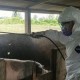 Flu Babi Afrika Masuk Indonesia, Begini Tindakan Pemprov Sumut