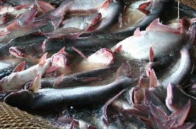 KKP-FAO Bikin Paket Formula Pakan Ikan Mandiri