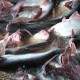 KKP-FAO Bikin Paket Formula Pakan Ikan Mandiri
