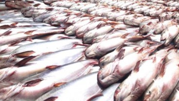 Pakan Buatan FAO-KKP Diklaim Bisa Tekan Biaya Produksi Patin