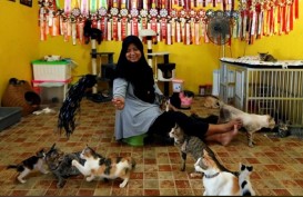 Ibu Rumah Tangga Ini Selamatkan 250 Kucing Terlantar