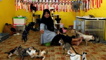 Ibu Rumah Tangga Ini Selamatkan 250 Kucing Terlantar