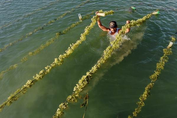 Sistem Resi Gudang Bantu Petani Sulsel Ekspor Rumput Laut