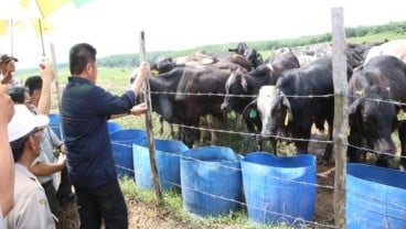 Sumsel Bakal jadi Sentra Pembibitan Sapi Unggul di Sumatra