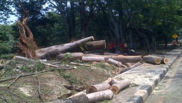 Pohon Tumbang di Grogol Petamburan Timpa Kabel Udara