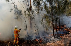 Kebakaran Hutan Terus Terjadi, Pemerintah Australia Siapkan Kompensasi untuk Relawan