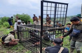 Antisipasi Serangan Harimau, Sumsel Siagakan Camera Trap