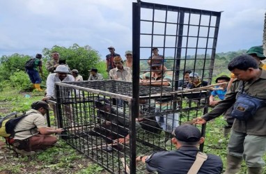 Antisipasi Serangan Harimau, Sumsel Siagakan Camera Trap