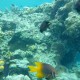 Kajian Soal Perdagangan Koral Diklaim Sudah Rampung