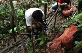 Diameter Bunga Rafflesia di Agam Mencapai Satu Meter Lebih