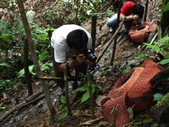 Diameter Bunga Rafflesia di Agam Mencapai Satu Meter Lebih