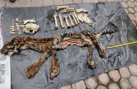 Tim Gabungan Tangkap Penjual Kulit dan Tulang Harimau