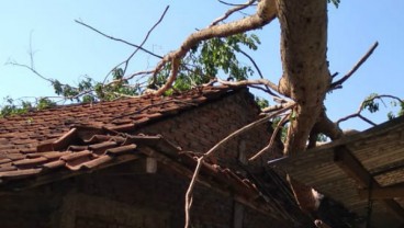 Hujan Angin Guyur Bantul Sejak Jumat Sore hingga Sabtu Pagi, Puluhan Pohon Tumbang Timpa Rumah 