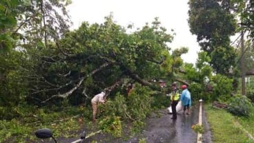 Pohon Tumbang Timpa Mobil Wisatawan di Gunungkidul