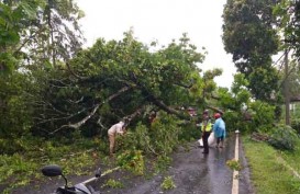 Pohon Tumbang Timpa Mobil Wisatawan di Gunungkidul