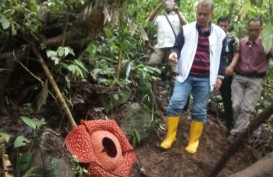 Bunga Rafflesia Terbesar Tarik Perhatian Dunia