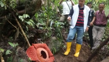 Bunga Rafflesia Terbesar Tarik Perhatian Dunia