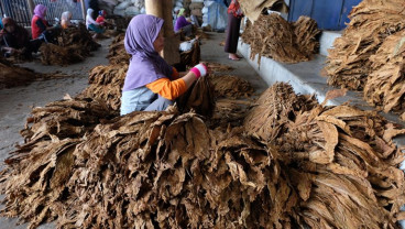 Pascapanen, Impor Tembakau Jawa Tengah Malah Naik