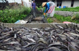 Produksi Ikan Budi Daya Air Tawar Pariaman Naik