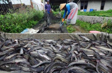 Produksi Ikan Budi Daya Air Tawar Pariaman Naik