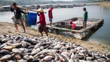 Pascabanjir dan Tanah Longsor, Pelaku Budi Daya Ikan Kecil Dijamin Asuransi