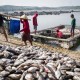 Pascabanjir dan Tanah Longsor, Pelaku Budi Daya Ikan Kecil Dijamin Asuransi